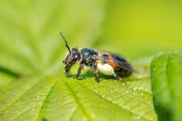 De roodrandzandbij (Andrena rosae) staat op de Rode Lijst en vliegt in de zomer vrijwel uitsluitend op gewone berenklauw