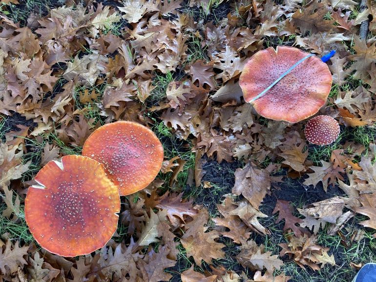 Rechtsboven het winnende exemplaar: de allergrootste Vliegenzwam van Nederland