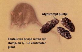 Bruine rat en keutels