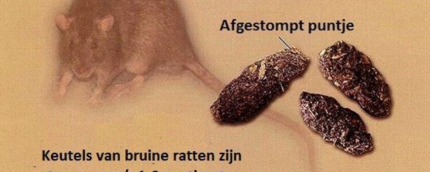 Bruine rat en keutels