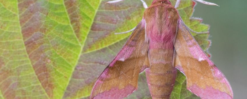 Nachtvlinders als klein avondrood kunnen belangrijke bestuivers van bloemplanten zijn.