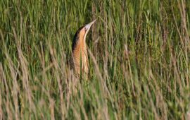 Koos Dansen Roerdomp in het riet