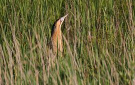 Roerdomp in het riet