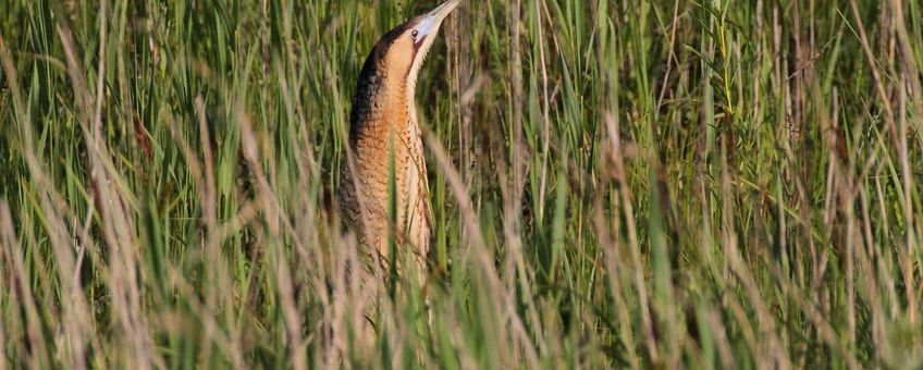 Roerdomp in het riet