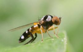 Het kleurrijke vrouwtje van de gevlekte zilvervlekbreedvoet (Callomyia speciosa) .