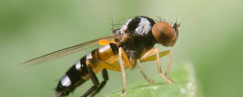 Het kleurrijke vrouwtje van de gevlekte zilvervlekbreedvoet (Callomyia speciosa) .