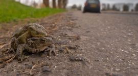 Bufo bufo. Gewone pad