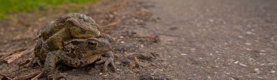Bufo bufo. Gewone pad