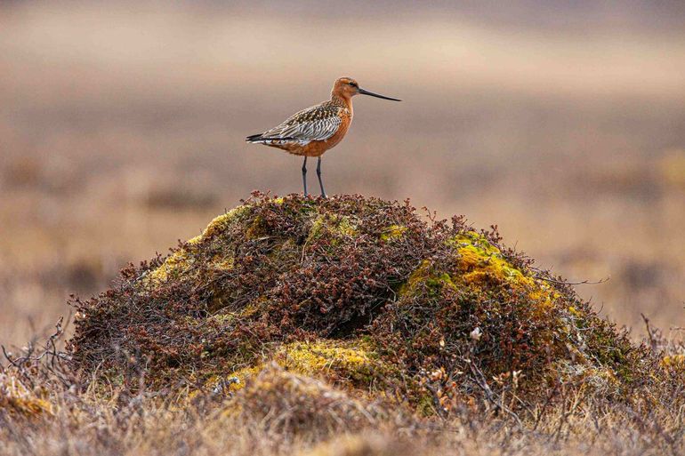 Male bar-tailed godwit on the tundra breeding site after the snow has melted