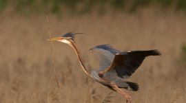 Met de subsidie kan bijvoorbeeld het leefgebied van de purperreiger verbeterd worden