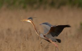 Met de subsidie kan bijvoorbeeld het leefgebied van de purperreiger verbeterd worden