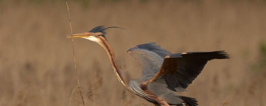 Met de subsidie kan bijvoorbeeld het leefgebied van de purperreiger verbeterd worden