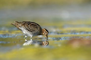 Watersnip