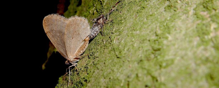 kleine wintervlinder paring primair