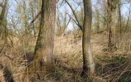 Oud wilgenbos in de Biesbosch, groeiplaats van Glimmend schaduwmos