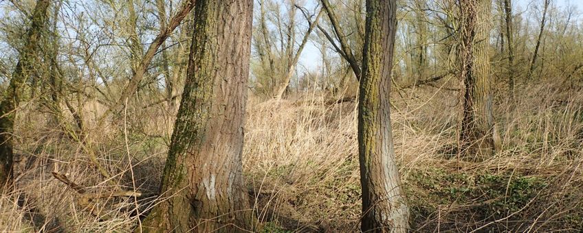 Oud wilgenbos in de Biesbosch, groeiplaats van Glimmend schaduwmos