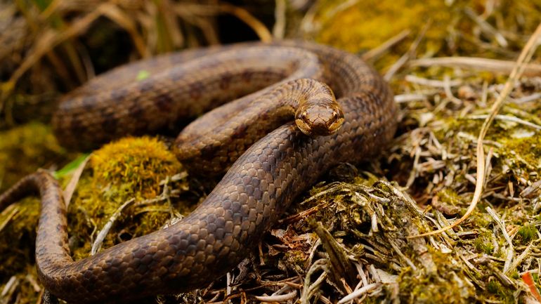 Gladde slang, een mannetje