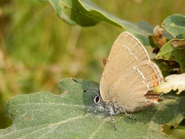 Bij veel pages zie je een beschadiging op de plek waar er vaak een staartje en een stip zit. Die moeten vogels om de tuin leiden, zij denken dat daar de kop zit. Daar pikken ze dus