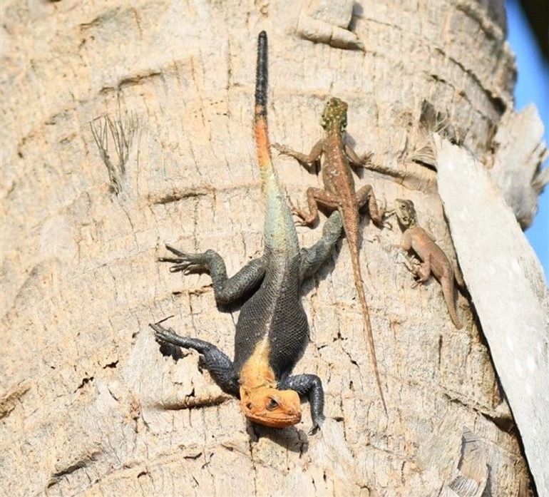 Peters's Rock Agama in Florida