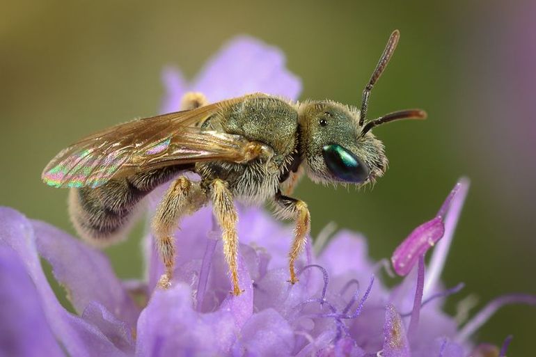 De emeraldgroefbij is een zuidelijke verwant van de parkbronsgroefbij en de heidebronsgroefbij, die vrij algemeen zijn in Nederland