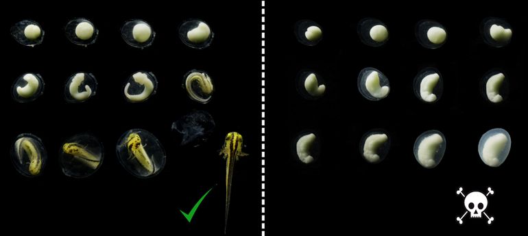 De helft van de eieren van de kam- en marmersalamander ontwikkelt zich normaal, terwijl de andere helft halverwege de embryonale ontwikkeling stopt met groeien en niet uitkomt