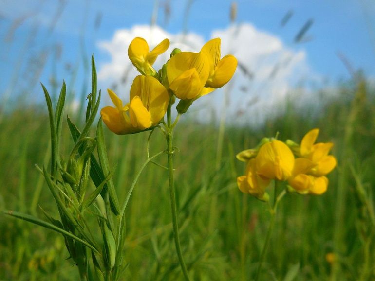 Veldlathyrus is onmiskenbaar een vlinderbloemige. Aan het eind van de cursus weet je waarom