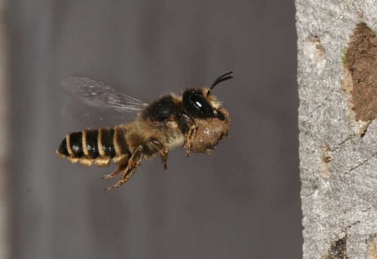 Een lathyrusbij vliegt leem aan om de nestgang te dichten