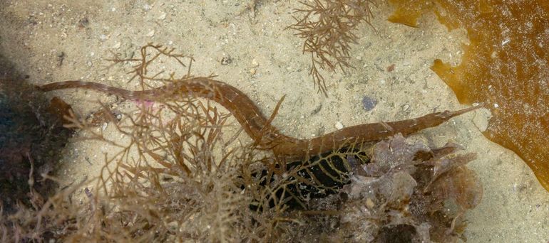 De grote zeenaald is familie van het zeepaardje