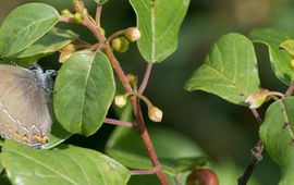 Bruine eikenpage  op vuilboom - primair