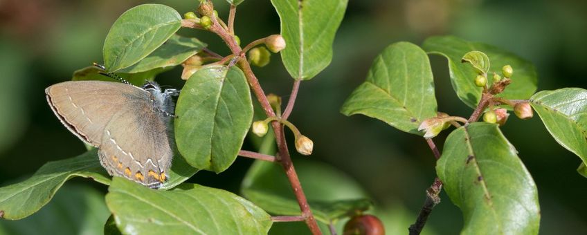 Bruine eikenpage  op vuilboom - primair