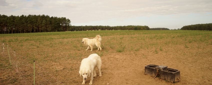 Effectieve preventie bij schapen boer in Sachsen-Anhalt: flexnetten op stroom en goed opgeleide kuddebewakingshonden die het opnemen voor de schapen