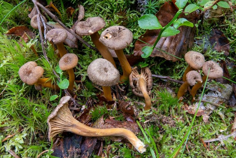 Trechtercantharel heeft ernstig te lijden onder hoge stikstofwaarden