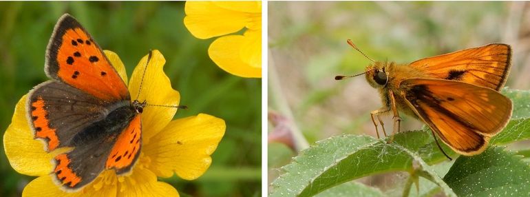 Globaal aangepaste soorten: kleine vuurvlinder en groot dikkopje