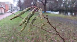 Dichte katjes van hartbladige els (Alnus cordata)