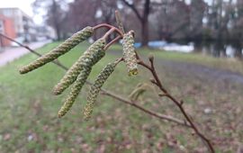 Dichte katjes van hartbladige els (Alnus cordata)