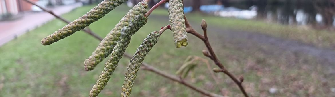 Dichte katjes van hartbladige els (Alnus cordata)