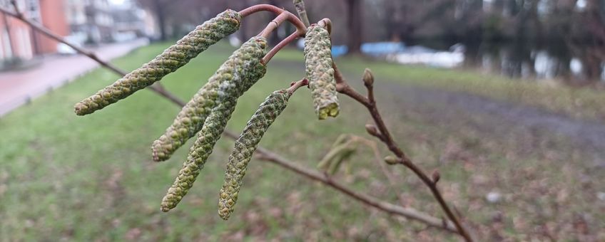Dichte katjes van hartbladige els (Alnus cordata)