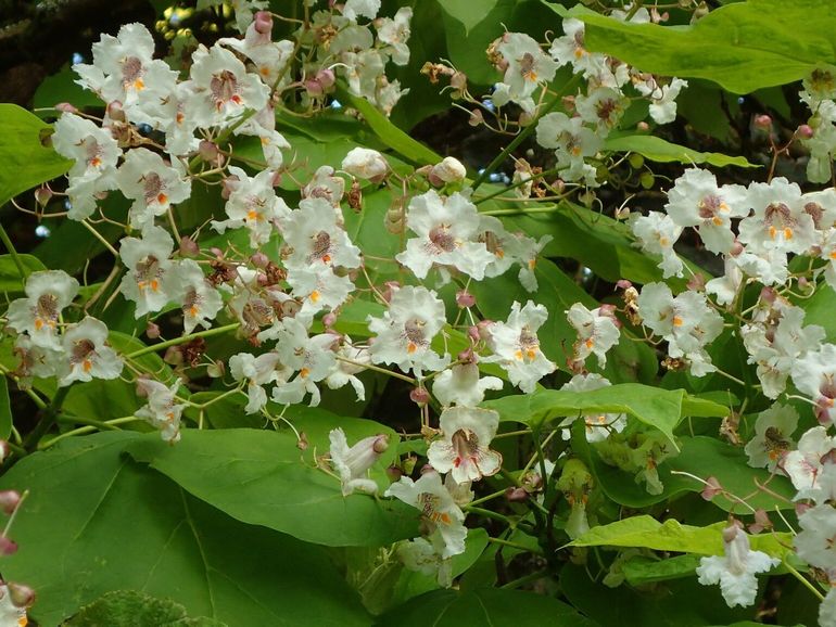 In de trompetjes van de catalpa is het honingmerk goed te zien