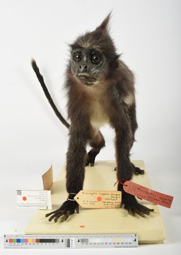 Holotype black-crested Sumatran langur
