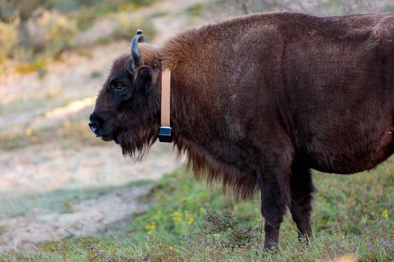 European bison with new collar