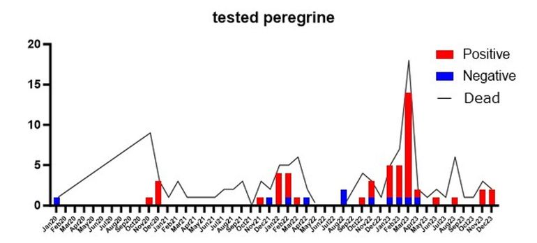 Aantal slechtvalken dat tussen 2020 en 2023 per maand dood werd gemeld, getest en positief werd bevonden voor HPAI-virus in Nederland