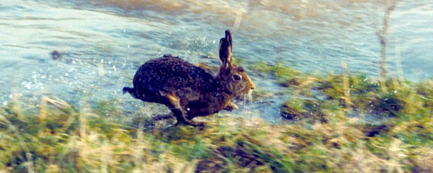 Haas vlucht voor hoogwater 1995