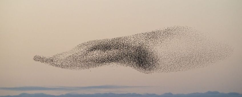 Spreeuwenwolk
