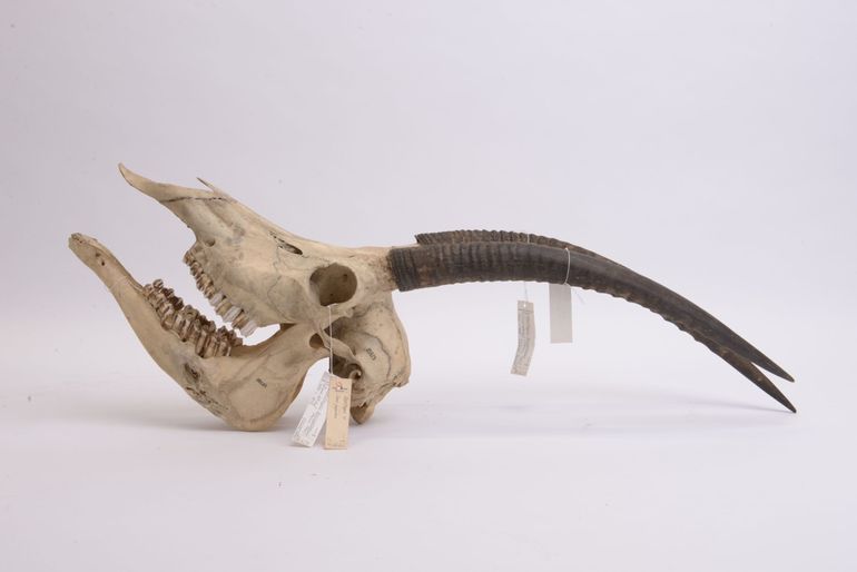 Er is, volgens deze nieuwe studie, niet één schedel van de blauwbok bewaard gebleven. Dit exemplaar van het Zoölogisch Museum Amsterdam bleek van een sabelantilope te zijn