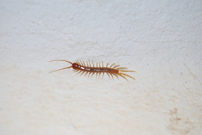 Een duizendpoot als de gewone steenloper jaagt 's nachts op onder meer slakken en insecten