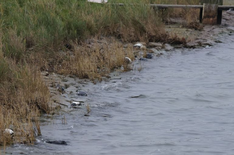 Nature Today Vogelgriep Bij Wilde Watervogels In Nederland 