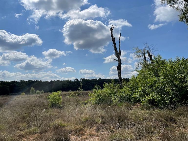 Ook in een berk kwamen de vlammen metershoog tijdens de natuurbrand op de Laapersheide in 2019 
