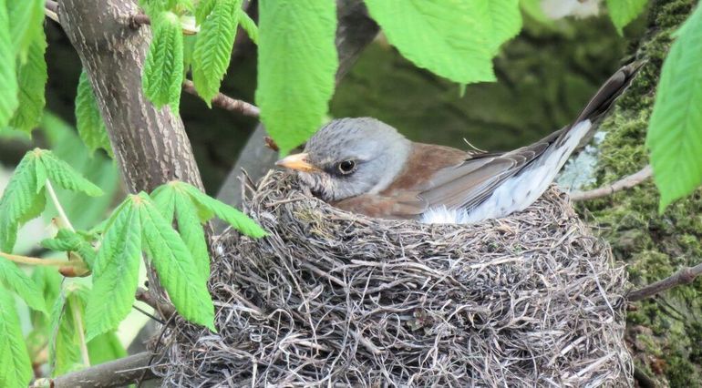 Broedende kramsvogel