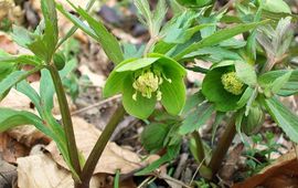 Wrangwortel, helleborus viridis