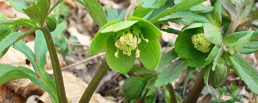 Wrangwortel, helleborus viridis